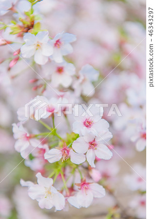 春天開花櫻花在藍天下 46343297