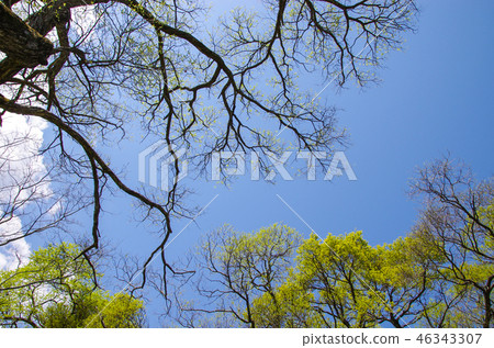 Blue sky and fresh green 46343307
