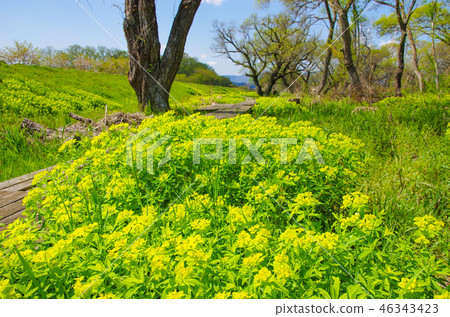 Nohsi沿著琵琶湖岸邊綻放 46343423