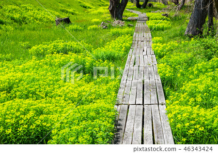 Nohsi沿著琵琶湖岸邊綻放 46343424