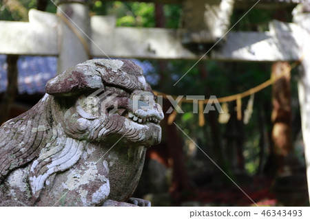 獅子 46343493
