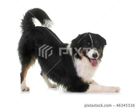 tricolor australian shepherd 46345316