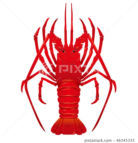 伊勢蝦伊勢蝦例證 46345335