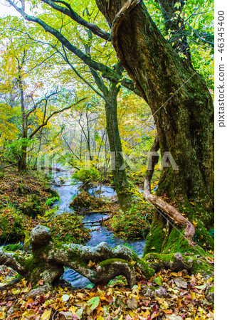 Autumn leaves of mountain trail from Choshabara to Bogatsuru [Osu Prefecture Gunma Prefecture Kusue-cho] 46345400