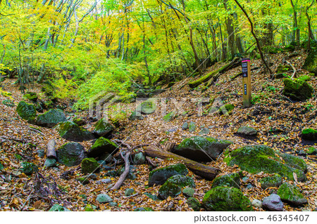 Autumn leaves of mountain trail from Choshabara to Bogatsuru [Osu Prefecture Gunma Prefecture Kusue-cho] 46345407