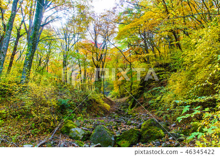 Autumn leaves of mountain trail from Choshabara to Bogatsuru [Osu Prefecture Gunma Prefecture Kusue-cho] 46345422