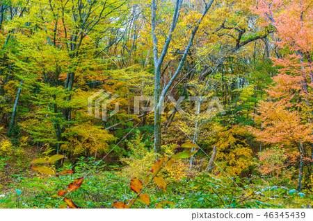 Autumn leaves of mountain trail from Choshabara to Bogatsuru [Osu Prefecture Gunma Prefecture Kusue-cho] 46345439