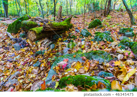 從Choshabara到Bogatsuru的山路的秋葉[大須縣群馬縣Kusue-cho] 46345475