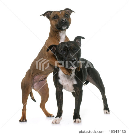 two staffordshire bull terrier two staffordshire bull terrier 46345480