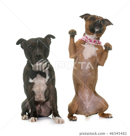 two staffordshire bull terrier two staffordshire bull terrier 46345481