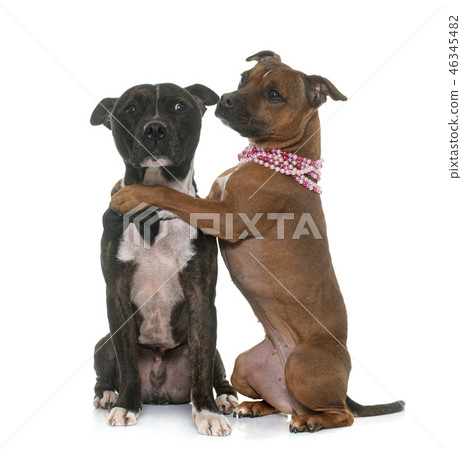 two staffordshire bull terrier two staffordshire bull terrier 46345482