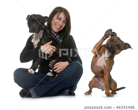 woman and staffordshire bull terrier woman and staffordshire bull terrier 46345486