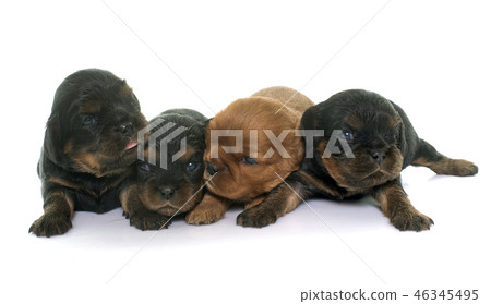 puppies cavalier king charles puppies cavalier king charles 46345495