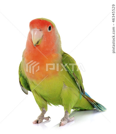 Peach faced Lovebird 46345529