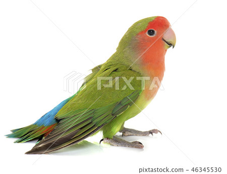 Peach faced Lovebird 46345530