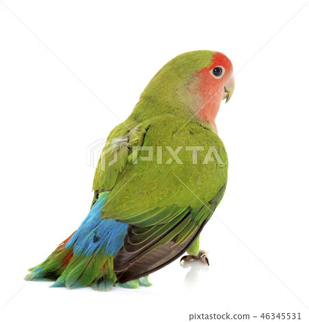 Peach faced Lovebird 46345531