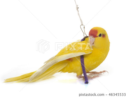 New Zealand parakeets New Zealand parakeets 46345533