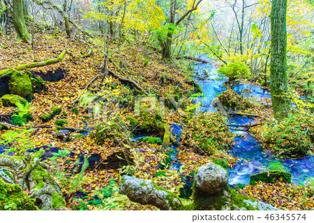Autumn leaves of mountain trail from Choshabara to Bogatsuru [Osu Prefecture Gunma Prefecture Kusue-cho] 46345574