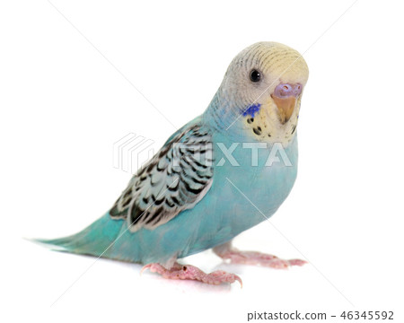 young colorful budgerigar young colorful budgerigar 46345592