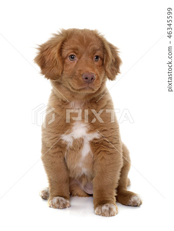 can a nova scotia duck tolling retriever live in pakistan