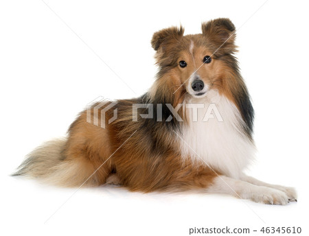 young shetland dog young shetland dog 46345610