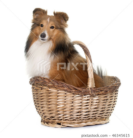 young shetland dog young shetland dog 46345615