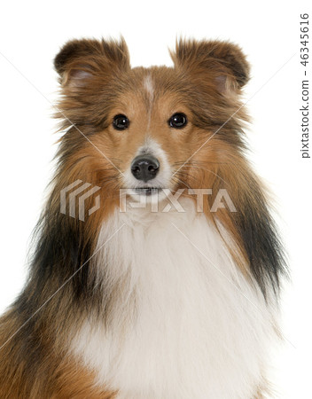 young shetland dog young shetland dog 46345616