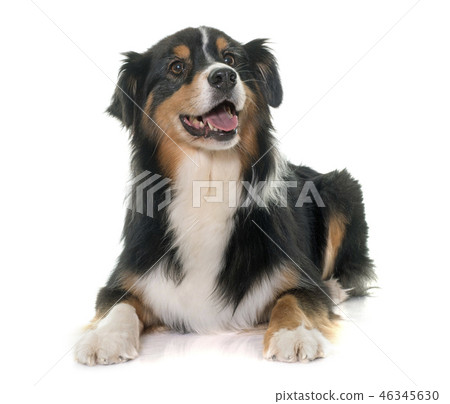 tricolor australian shepherd tricolor australian shepherd 46345630
