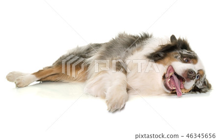 brown australian shepherd 46345656