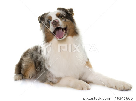 brown australian shepherd brown australian shepherd 46345660