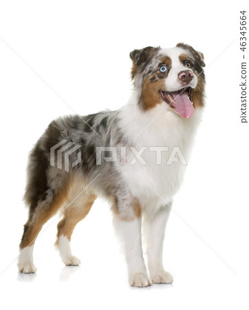 brown australian shepherd brown australian shepherd 46345664