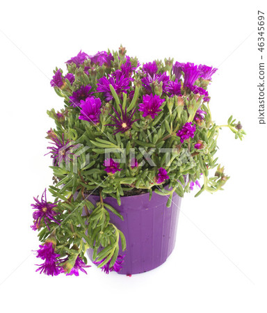 sour fig in pot 46345697