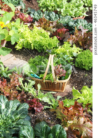 菜收穫在菜園裡 46345749