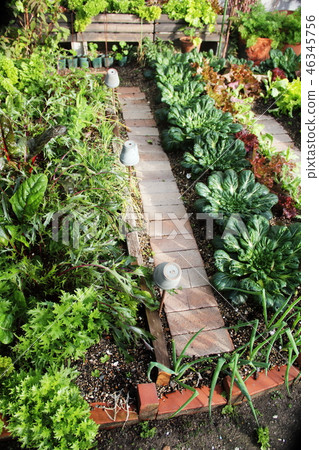 Harvest time of home garden vegetables and vegetables Harvest time of home garden vegetables and vegetables 46345756
