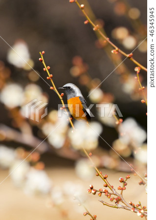 Jawitaki and plum Jawitaki and plum 46345945