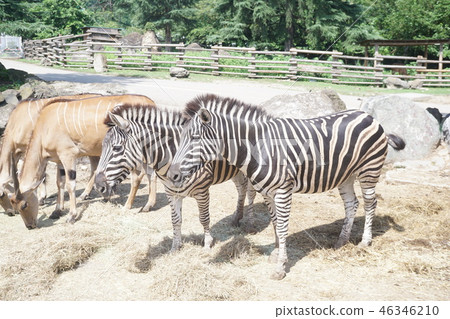 zebra zebra 46346210