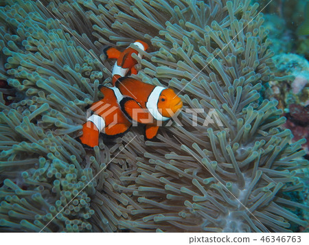 Nemo Bounce! Nemo Bounce! 46346763