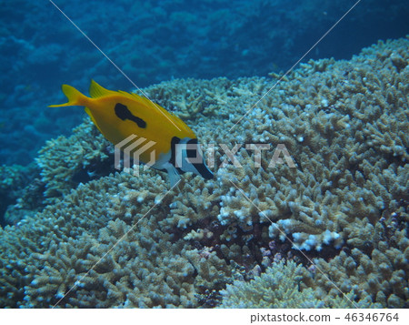 Hyfukiaigo and coral Hyfukiaigo and coral 46346764