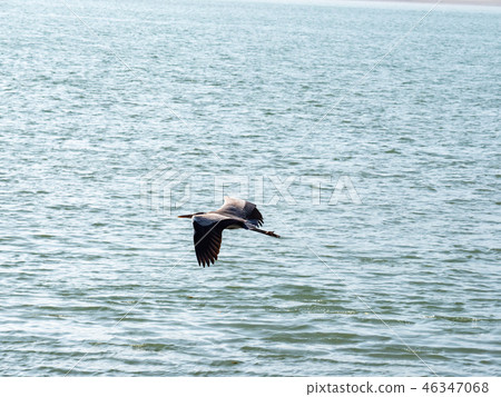 bird at riverside 46347068
