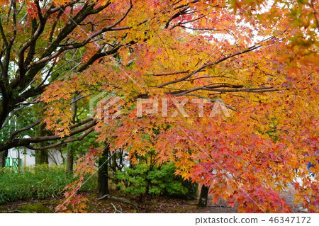 前Hosokawa式庭院的風景在秋天 前Hosokawa式庭院的風景在秋天 46347172