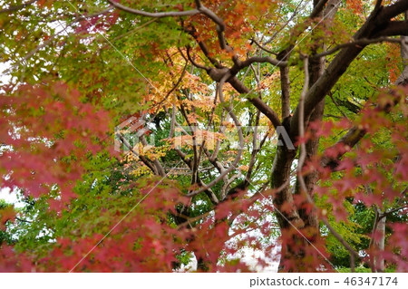前Hosokawa式庭院的風景在秋天 前Hosokawa式庭院的風景在秋天 46347174