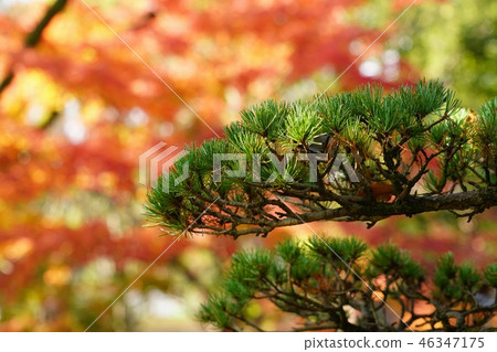 Landscape of the former Hosokawa-style garden in autumn Landscape of the former Hosokawa-style garden in autumn 46347175