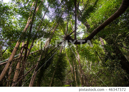 Green palm trees in forest. 46347372