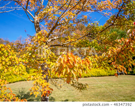 [Shizuoka Prefecture Izu City] A tree in the park that has fallen leaves [Shuzenji Niji no Sato] 46347392
