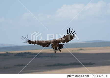 Kashiiro Vulture Flying Masai Mara Kashiiro Vulture Flying Masai Mara 46347501