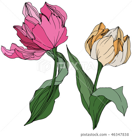 Vector Tulip engraved ink art. Floral botanical flower. Spring leaf wildflower. Isolated tulip Vector Tulip engraved ink art. Floral botanical flower. Spring leaf wildflower. Isolated tulip 46347838