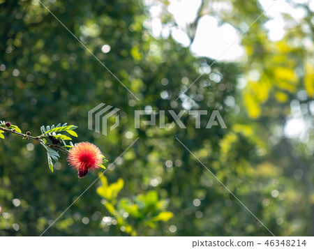 Surinam Powderpuff flower Surinam Powderpuff flower 46348214