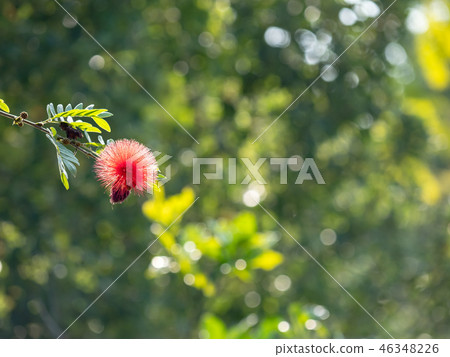 Surinam Powderpuff flower Surinam Powderpuff flower 46348226