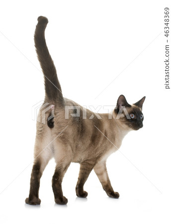 young siamese cat young siamese cat 46348369
