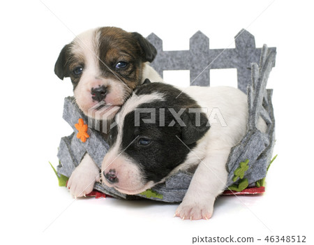 puppies jack russel terrier puppies jack russel terrier 46348512